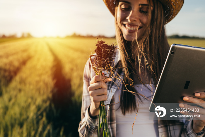 woman examining wheat plant outdoors in field