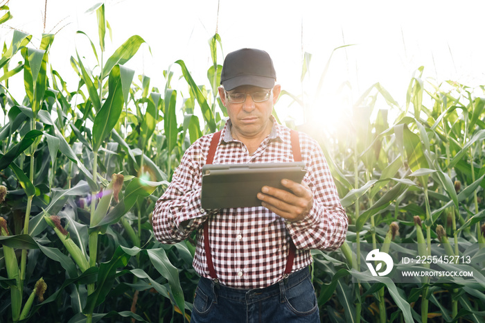 Farmer monitoring his corn crop with a tablet. Senior man farmer with digital tablet working in field smart farm in a field with corn. Modern technology