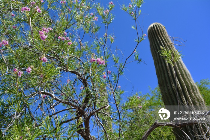 Desert Willow Tree and Saguaro Cactus