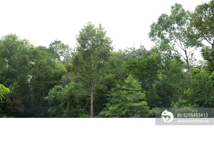 View of a High definition, Treeline  isolated on white background, Forest and foliage in summer, Row of trees and shrubs.