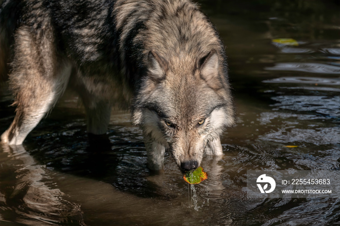 An adult Gray Wolf (also known as a Timber Wolf) stopping to take a drink in a pond, and coming up with a leaf in its mouth.