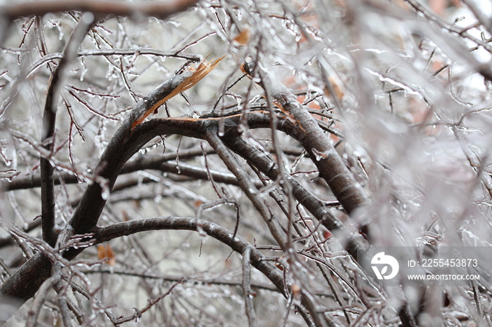 Freezing rain. Branch broken by Freezing rain. Temperatures below freezing by the ambient air mass that causes freezing on contact with surfaces.