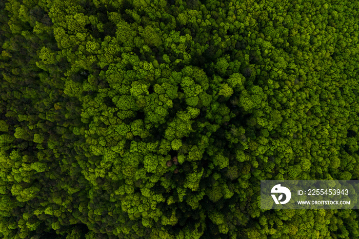 Aerial view of dark mixed pine and lush forest with green trees canopies.