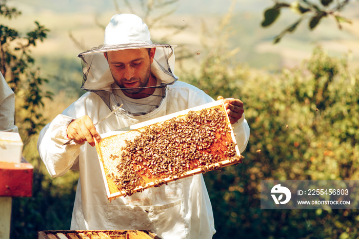 Beekeeper collecting honey selective focus on a honeycomb and bees