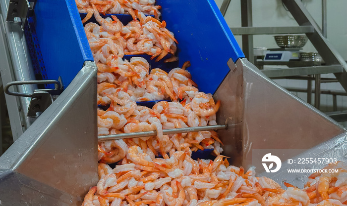 Cooked shrimp on the belt in the production line, shrimp industry