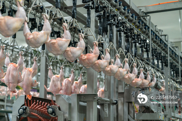 Chicken meat on production line ater cut a half hang on chain conveyor .