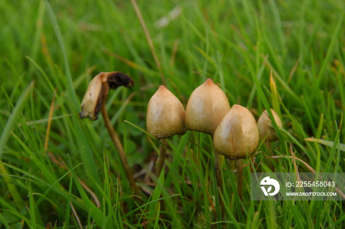 liberty caps also known as magic mushrooms growing in the wild