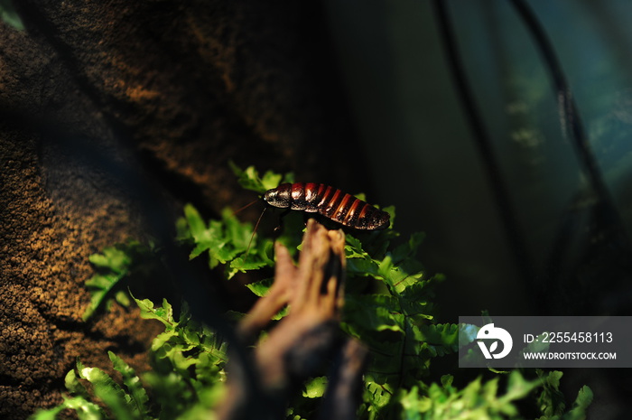 Madagascar hissing cockroach. Gromphadorhina portentosa , also known as the Madagascar giant cockroach.