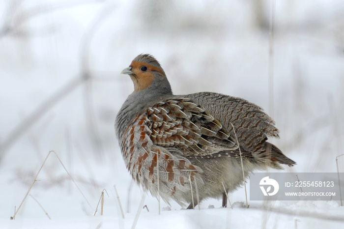 Partridge Perdix perdix on snow, winter, natural background