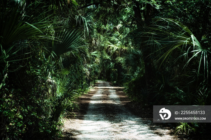 Morning view of dirt road  inside of a subtropical jungle wilderness area in Estero Florida, stylized and desaturated.