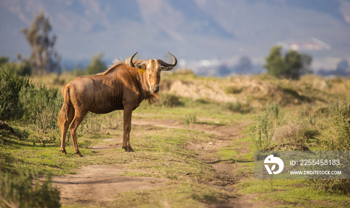 Close up image of a Golden Wildebeest in a nature reserve in South Africa