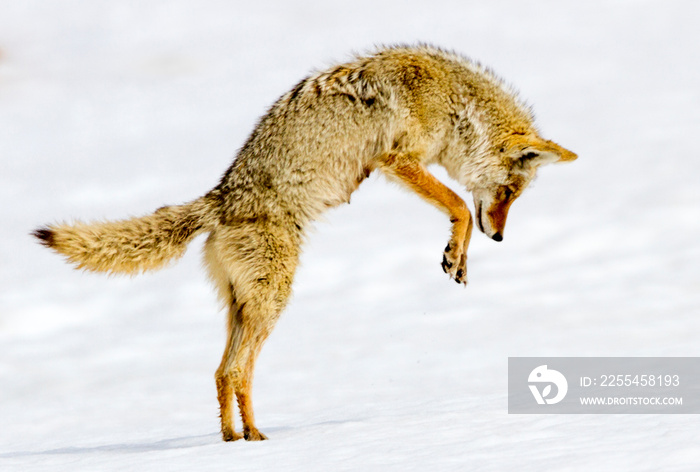 Coyote Hunting (Norris Canyon Rd) - Yellowstone