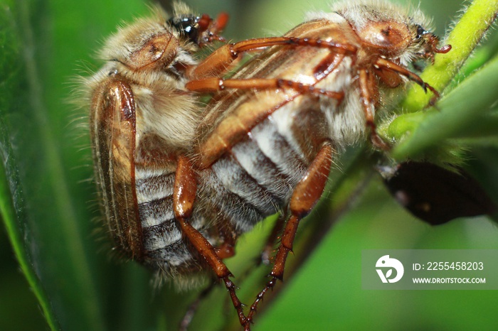 European June Beetles mating in honeysuckle bush