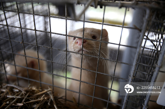 European mink cage grown on a farm for fur. Lithuania