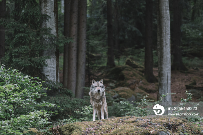 Wolf in forest. Bayerischer wald national park, Germany