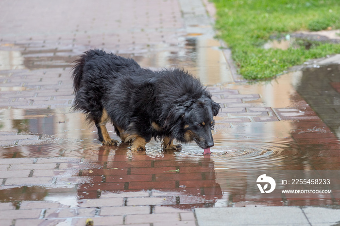 A black dog drinks water from a puddle in a city park_