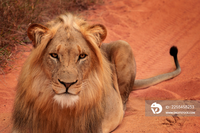 portrait of a male lion in southafrica. Kruger Park