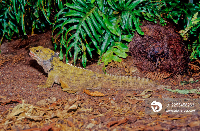 Tuatara.