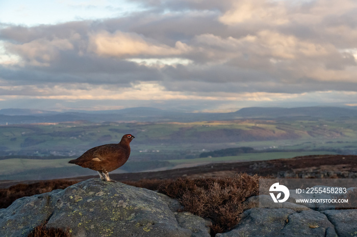 Red grouse admiring the view