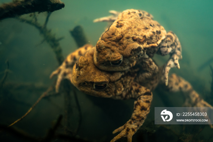 Common toad (Bufo bufo) mating underwater