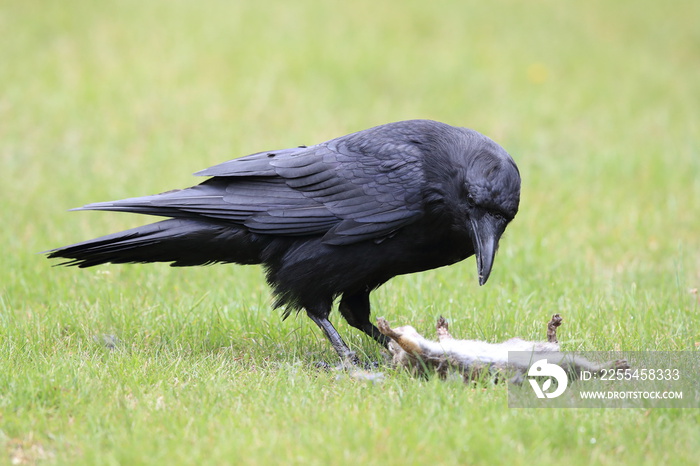 raven with captured columbia ground squirrel