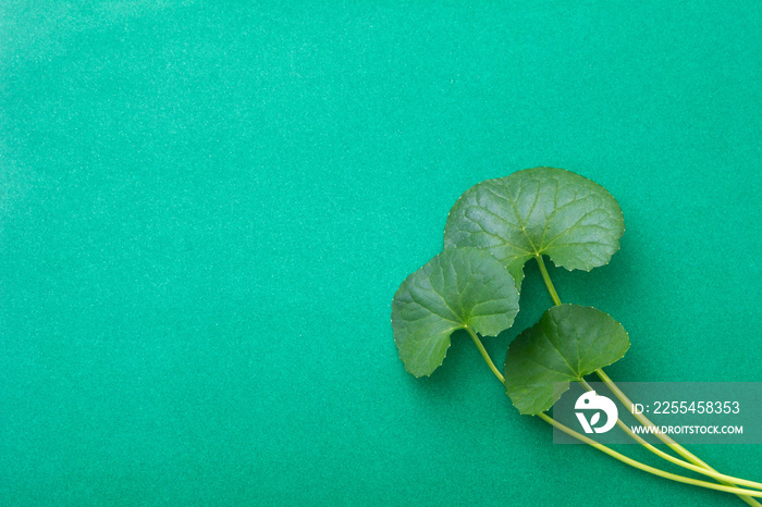 Gotu kola (centella asiatica) green leaf on green paper background. top view , flat lay.