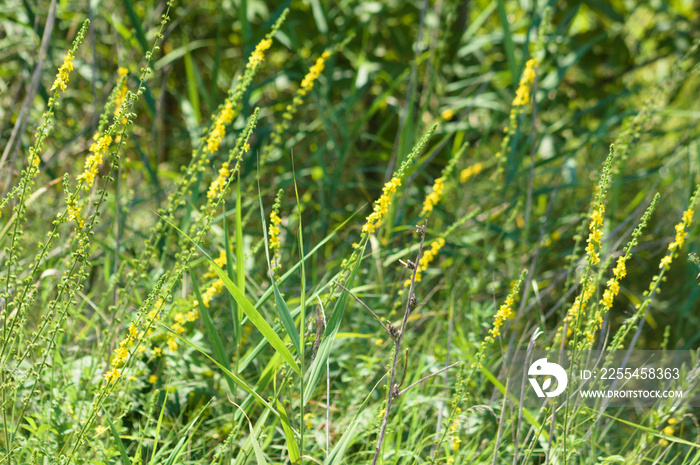 Multiple common agrimony in bloom closeup view with selective focus on foreground