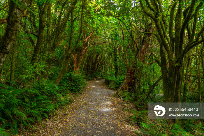 Rain forest at the Catlins region of New Zealand