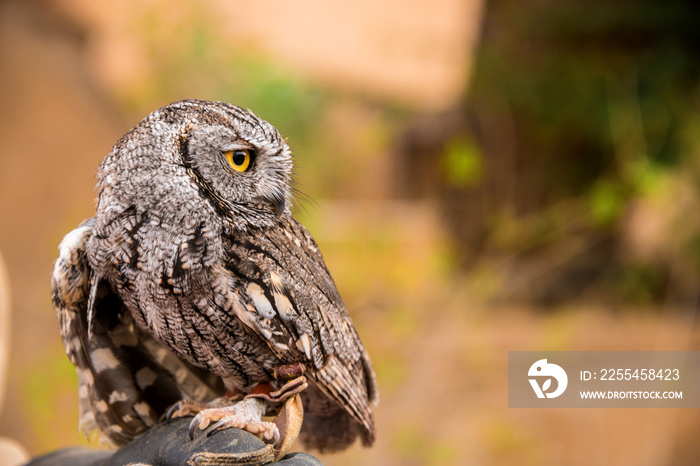 Western screech owl