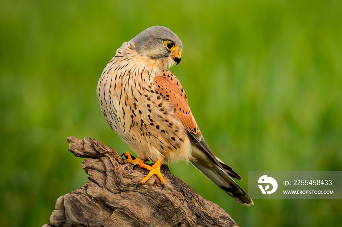 Beautiful profile of a kestrel in the nature