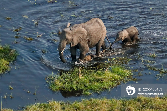 Elephant calf walking behind her mother in the Okavango delta