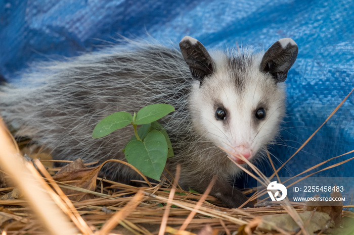 Closeup of a Virginia opossum in Raleigh, North Carolina.