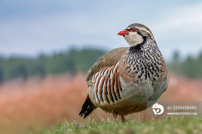 French partridge