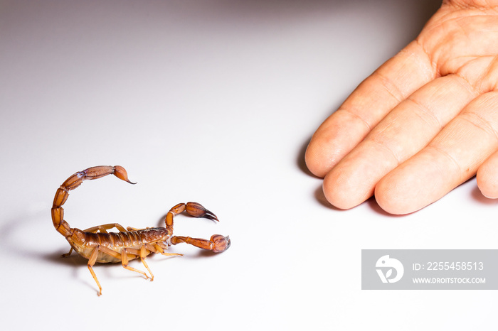 Scorpion ready to attack with the stinger on white background