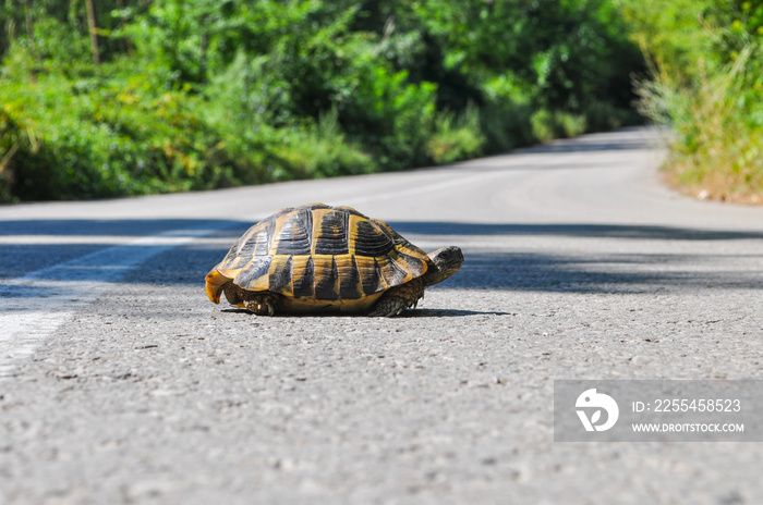 Hermann’s tortoise (Testudo hermanni) on the middle of the road. Turtle crossing asphalt road