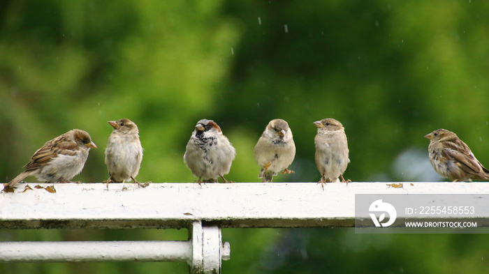 Six house sparrows (Passer domesticus) in a row