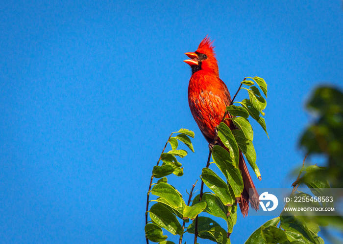 Northern Cardinal singing in a tree along the Shadow Creek Ranch Nature Trail in Pearland, Texas!