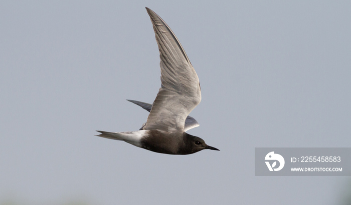 Black tern, Chlidonias niger. Bird in flight against the sky