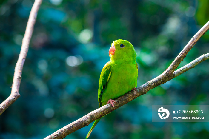 Parakeet bird in the bird park