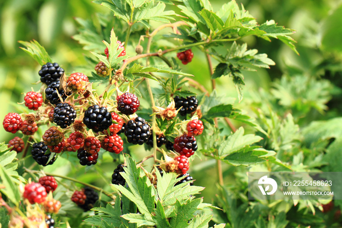 blackberry plant with fruits