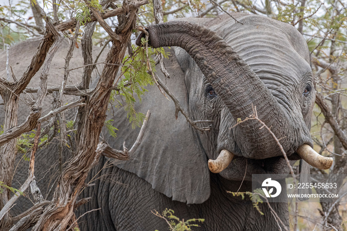 elephant while eating marula tree fruit in kruger park south africa