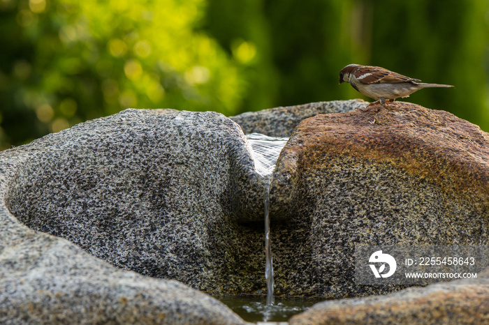 Spatz, Haussperling beim baden im Brunnen