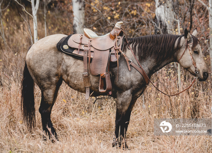 A cowboy’s horse