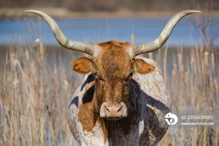 Posing Longhorn