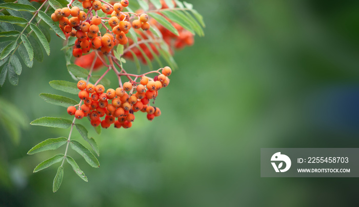 A bunch of rowanberries on a tree with a blurred green background.