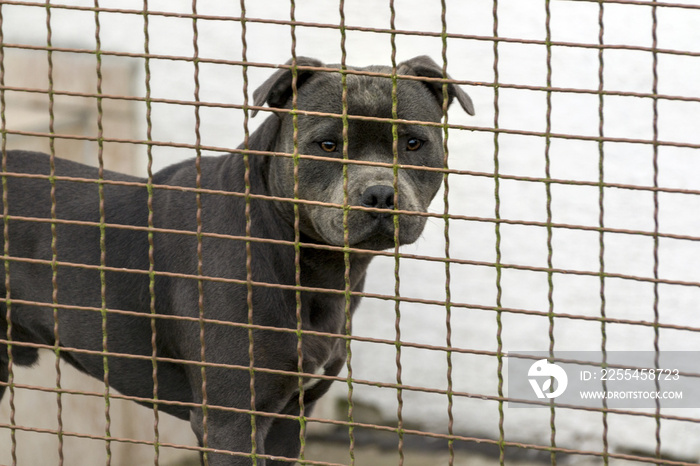 the head of a dog of the fighting breed pitbulterier behind a wire fence