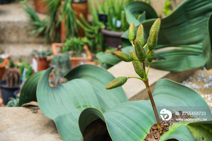 Welwitschia mirabilis the african ancient tree decorated in the tropical garden. It is a tree in the desert, very long life.