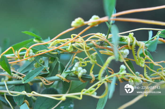 The parasitic plant cuscuta grows among crops