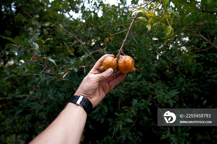 Two pomegranate fruits on a tree in his left hand.