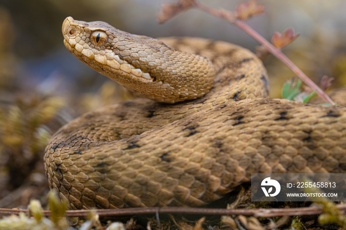 Jeune Vipere aspis (Vipera aspis) - France